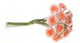 Roses - Coral