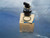 Westinghouse (PB3VAM2A) Switch, New Surplus