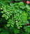 moringa leaves, hojas de moringa