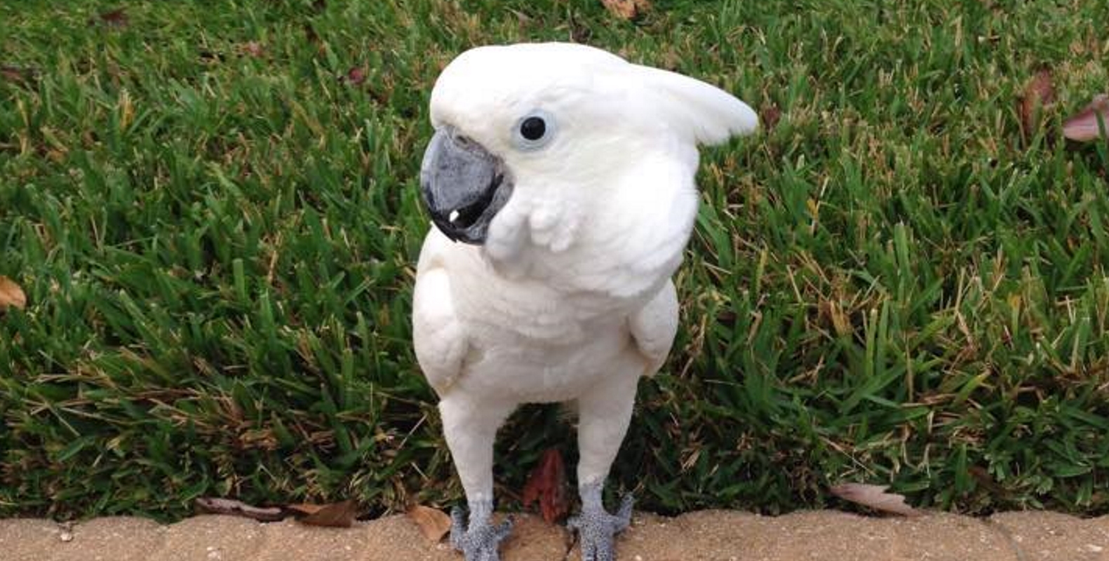 ordering tropical fish online