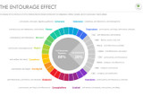 What Is the Entourage Effect? Is It More than Just a Show?