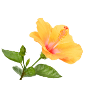 Hibiscus Flower