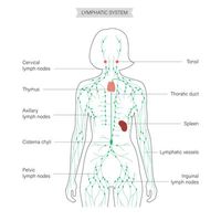 Does CBD Help The Lymphatic System or Use It? - Science-Rite CBD