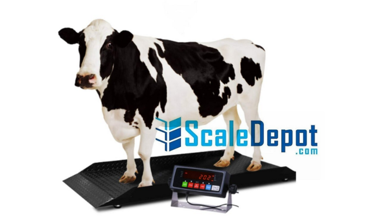Livestock Scales & Weighing Systems