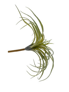 Artificial Air Plant 5in Set of Three Green - Trees n Trends - Home,  Fashion & MORE!