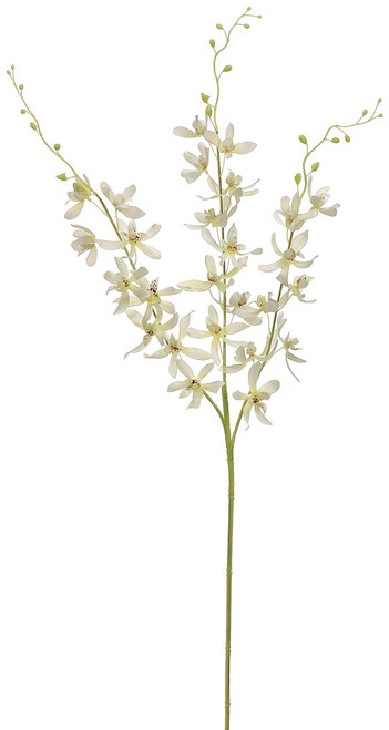 39" Dendrobium Orchid Spray x3 Cream Box of 12