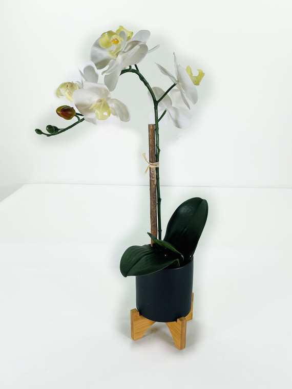 Phalaenopsis Orchid Pot  20"