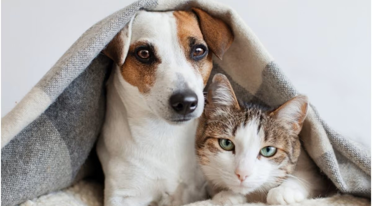 Category Banner - Dog and Cat under blanket