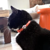 Biscuit Maker Cat Jiby Charm