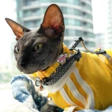 Biscuit Maker Cat Jiby Charm