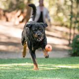 ZoomieRex IncrediBall is bouncy and durable