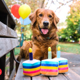 Birthday Cake Plush Dog toy