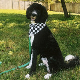 Checked Dog Bandana Checked Dog Bandana