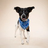 Anchors Pet Bandana Anchors Pet Bandana