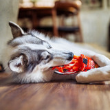 Cup of Noodles Dog Toy Cup of Noodles Dog Toy
