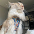 Cat Step-in Harness - Portofino