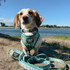 Dog wearing Peanuts Road Tripping collar during a walk outdoors