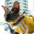 Biscuit Maker Cat Jiby Charm