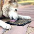 dog licking tray emats