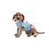 cute mushroom dog sweater