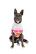 Hand-knit dog sweater fair trade wool sustainable adorable hearts design for all breeds