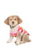 Eco-friendly dog sweater natural wool plant dyes cute hearts pattern comfortable fit