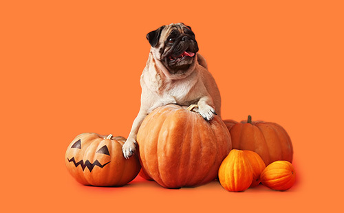 Boo & Pawmpkins