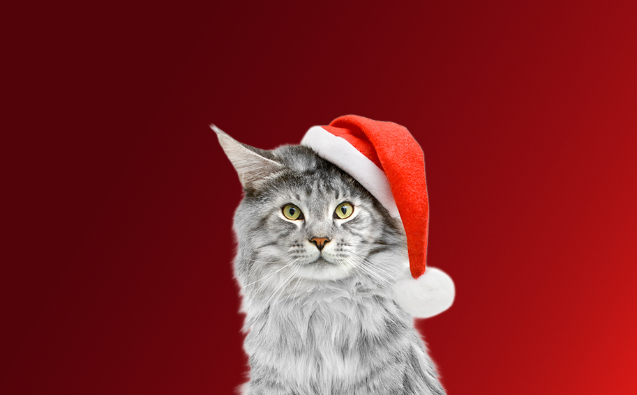 Gifts for Cats