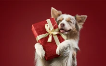 Gifts for Dogs