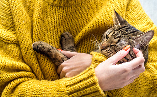 Fall Pet Collection