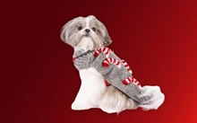 Picture Pawfect