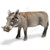 Schleich - Warthog sow Figurine Figure Zoo Wild Animal Toy