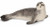 Schleich - Seal New Toy Figurine New Toy Figurine