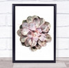 Succulent 01 Flower Illustration Plant Flowers Flora Floral Wall Art Print