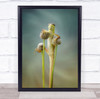 Hallo Lizard Lizards Reptile Reptiles Animal Animals Hello Wall Art Print