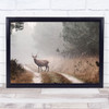 Deer Veluwezoom Netherlands Animal Animals Park Road Way Wall Art Print Deer Veluwezoom Netherlands Animal Animals Park Road Way Wall Art Print
