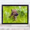 Young Wolf Pup Animal Wolves Animals Cute Baby Grass Cub Wall Art Print