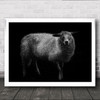 Sheep Livestock Cattle B&W No Background Animal Animals Wall Art Print Sheep Livestock Cattle B&W No Background Animal Animals Wall Art Print
