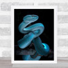 Blue Viper Full Awareness Animals Reptile Snake Dark Wall Art Print