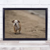It Is A Big, Big World Puppy Bulldog Walking On Sand Wall Art Print