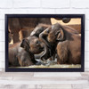Water Fun Elephants Play Friendship Happy Happiness Wall Art Print