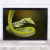 Ahaetulla Prasina Small Skinny Green Snake Hanging Wall Art Print