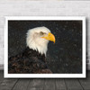 American Bald Eagle Bird Portrait Snow Repose Wild Wall Art Print