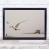 Rescue Close Up Bird Flying Blurry Motion Beach Wall Art Print