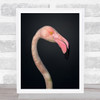 Flamingo Animals Close Up Portrait Birds Beak Wall Art Print