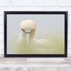 Looking At Me Germany Helgoland Gannet Nature Wall Art Print