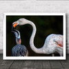 Mother Flamingo With Chick Birds Wild Animals Wall Art Print