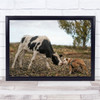 The Meeting Cow And Bulldog Sniffing In Field Wall Art Print