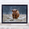 Snowy Highland Cow Animal Cattle Winter Snow Wall Art Print