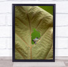 Hello Tiny Frog Peaking Through Whole Leaf Wall Art Print
